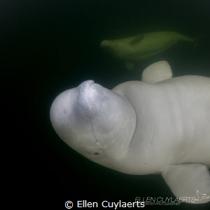 Photobombing beluga whale, does not happen every day! by Ellen Cuylaerts 